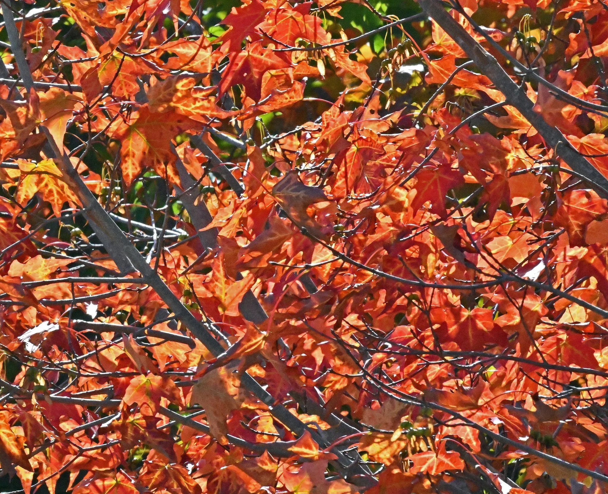 September Postcards From Down East Maine