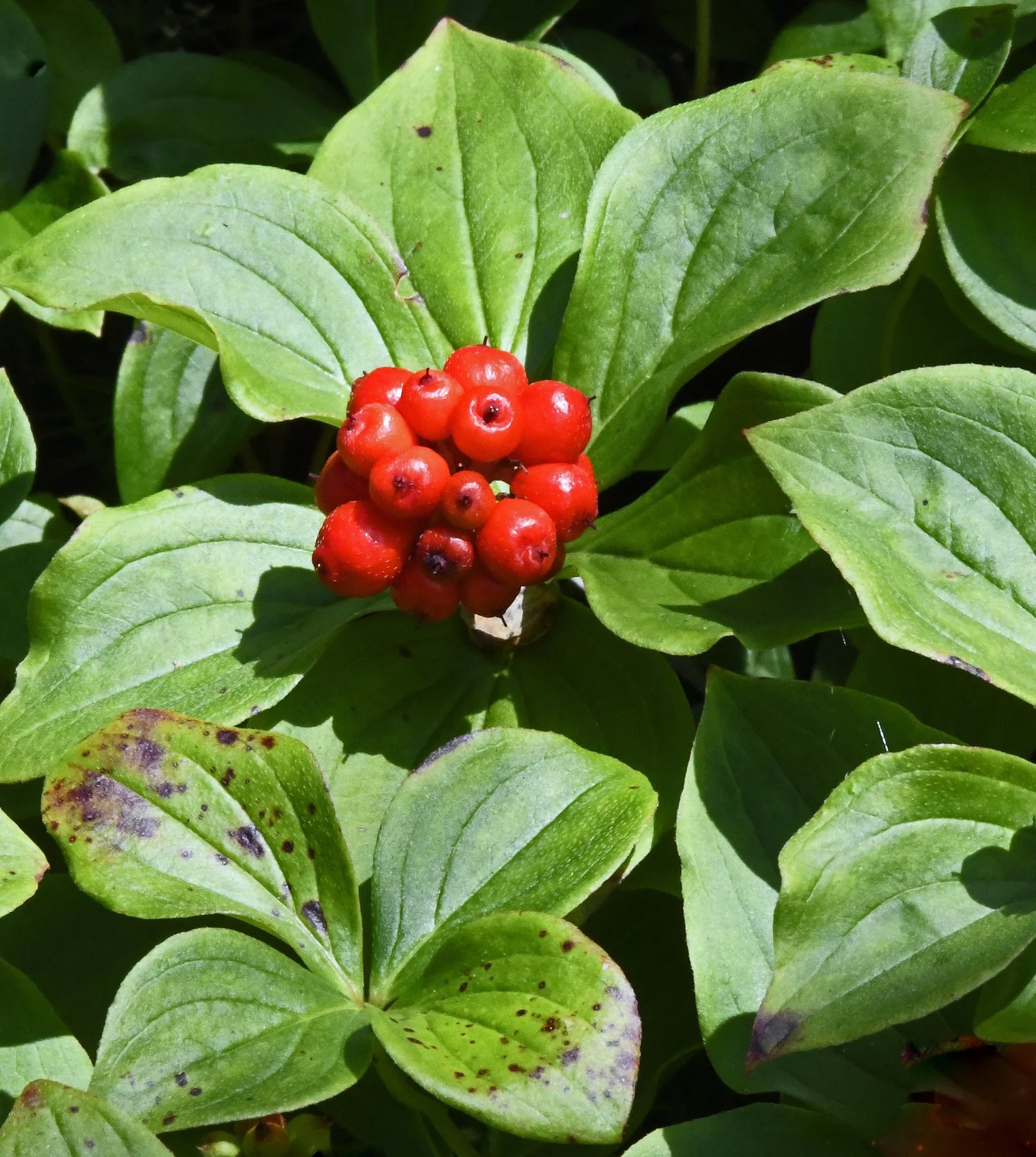 In the Right Place Seeing Red, in Bunches — IN THE RIGHT PLACE