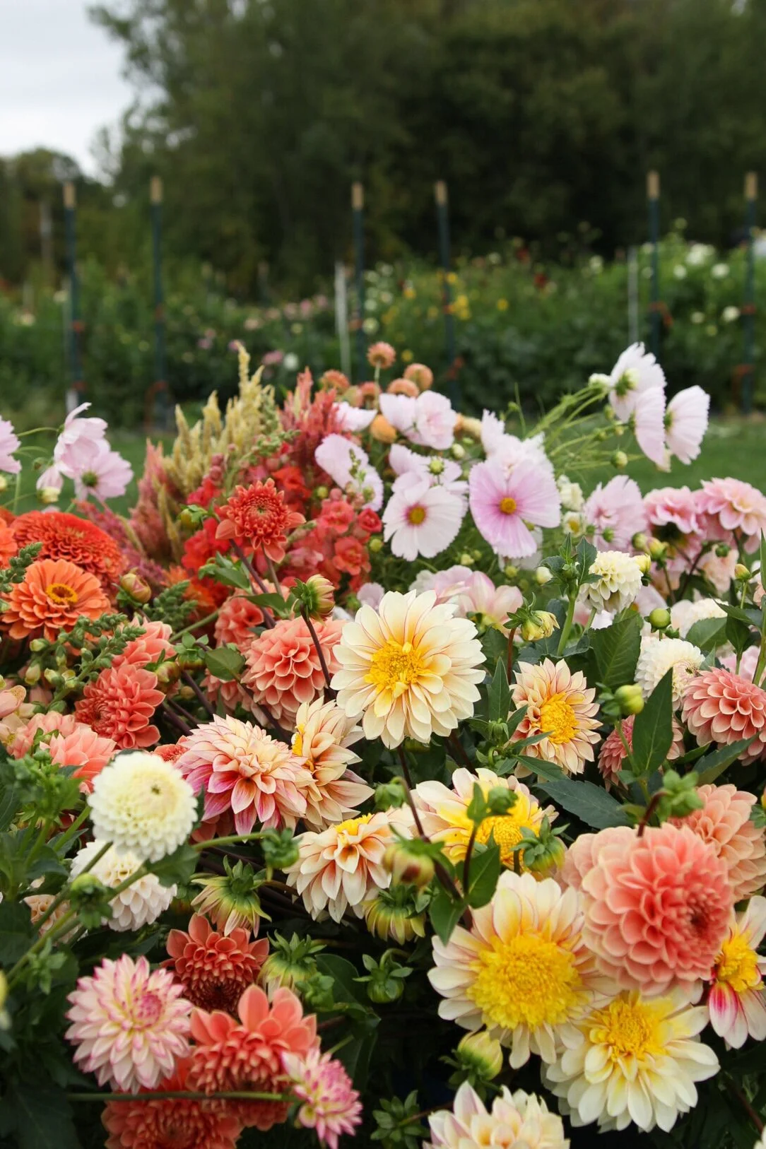 Flower Farm Florist Flowerwell Wedding Flower Packages
