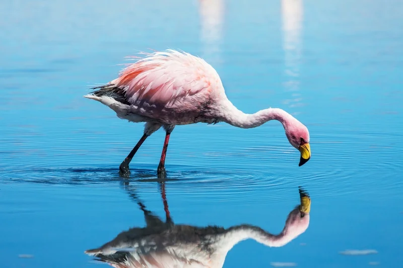 Flamingo Accred Stock Photo.jpg