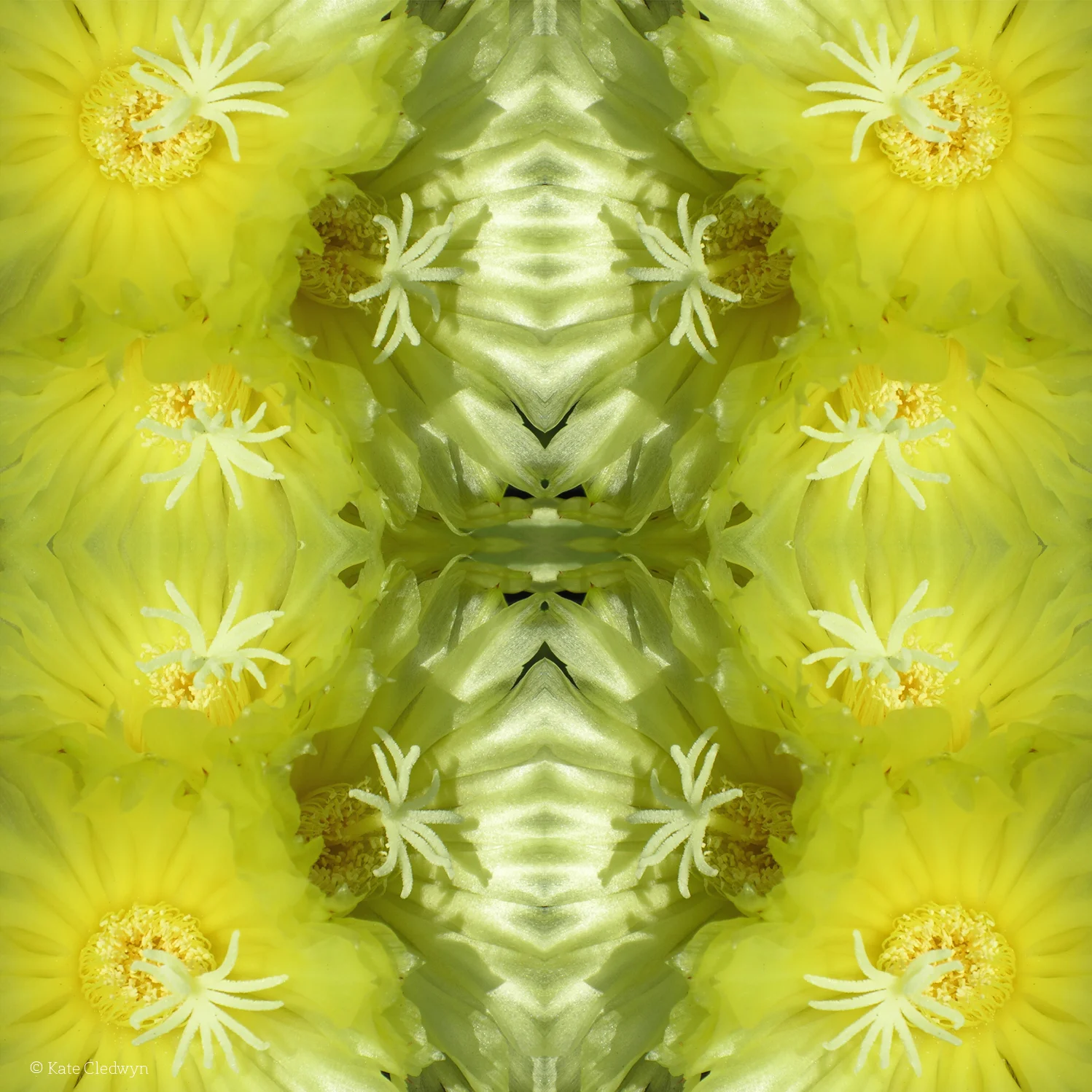 Yellow Cactus