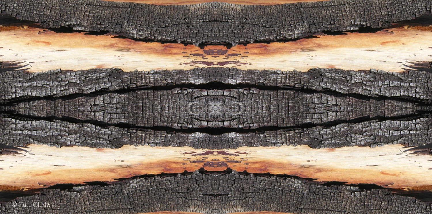 Bark Appeal