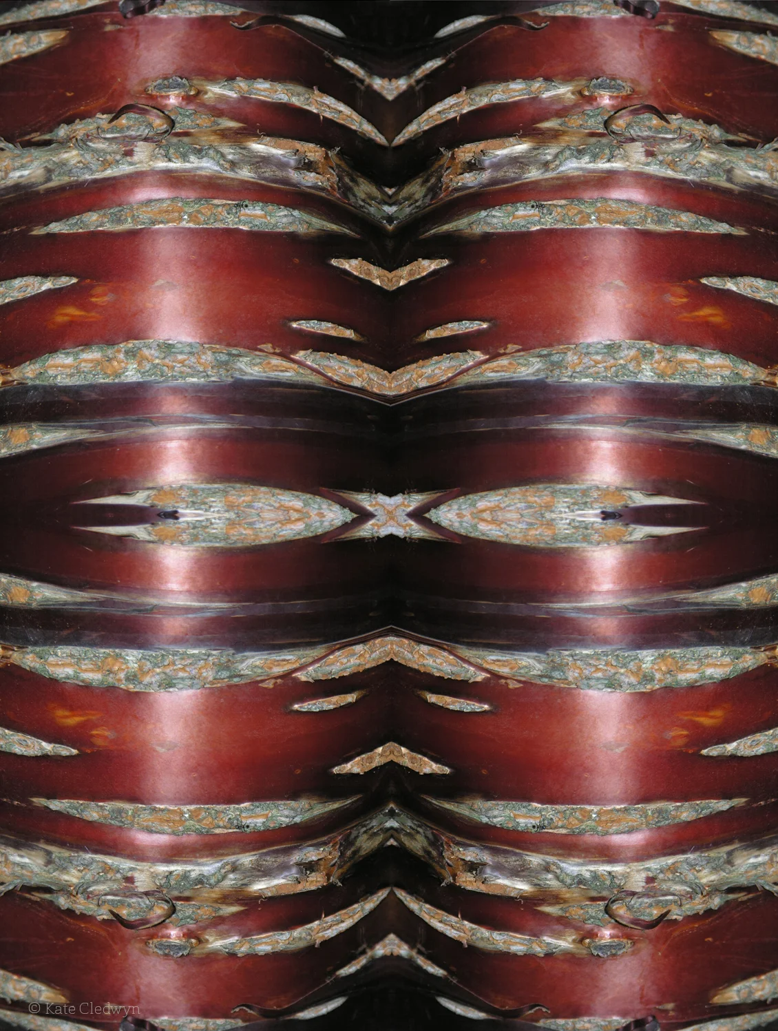 Burgundy Bark