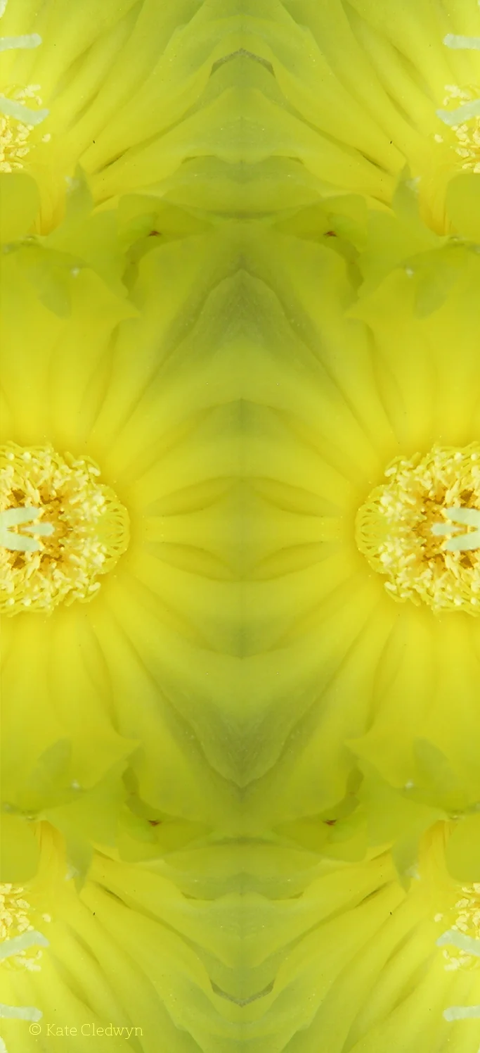 Cactus Flowers