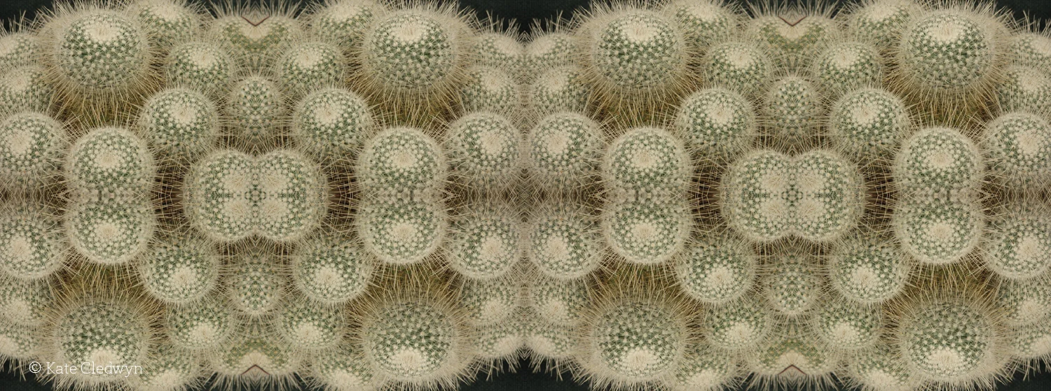 Cactusphere