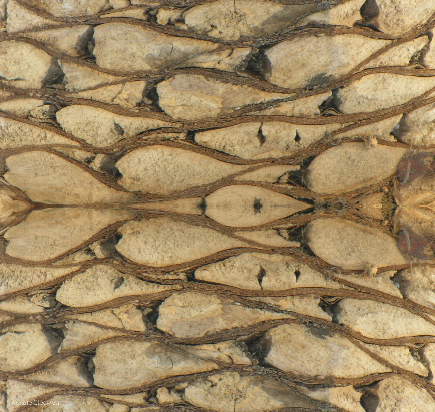 Palm Fish
