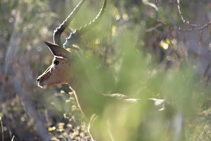  2006 Waterberg, South Africa   