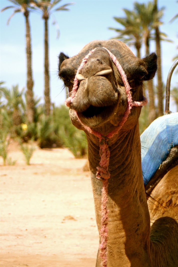  2012 Marrakech, Morocco   