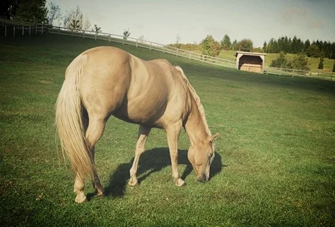  Take the therapy session outside of the office. EAP incorporates the use of horses for therapeutic intervention by promoting emotional growth and healing. The horse becomes a part of a mental health counseling session where individuals interact with