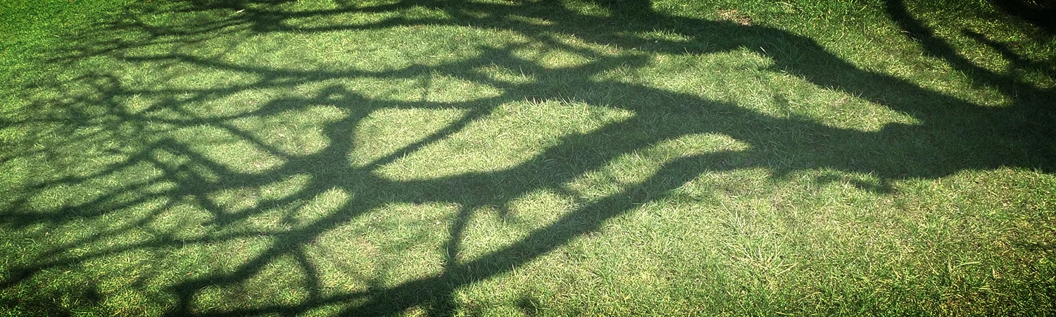 Siol Planet / Lesena gradnja je v Sloveniji še neizkoriščen potencial