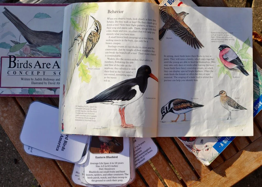 Bird Watching in Primary