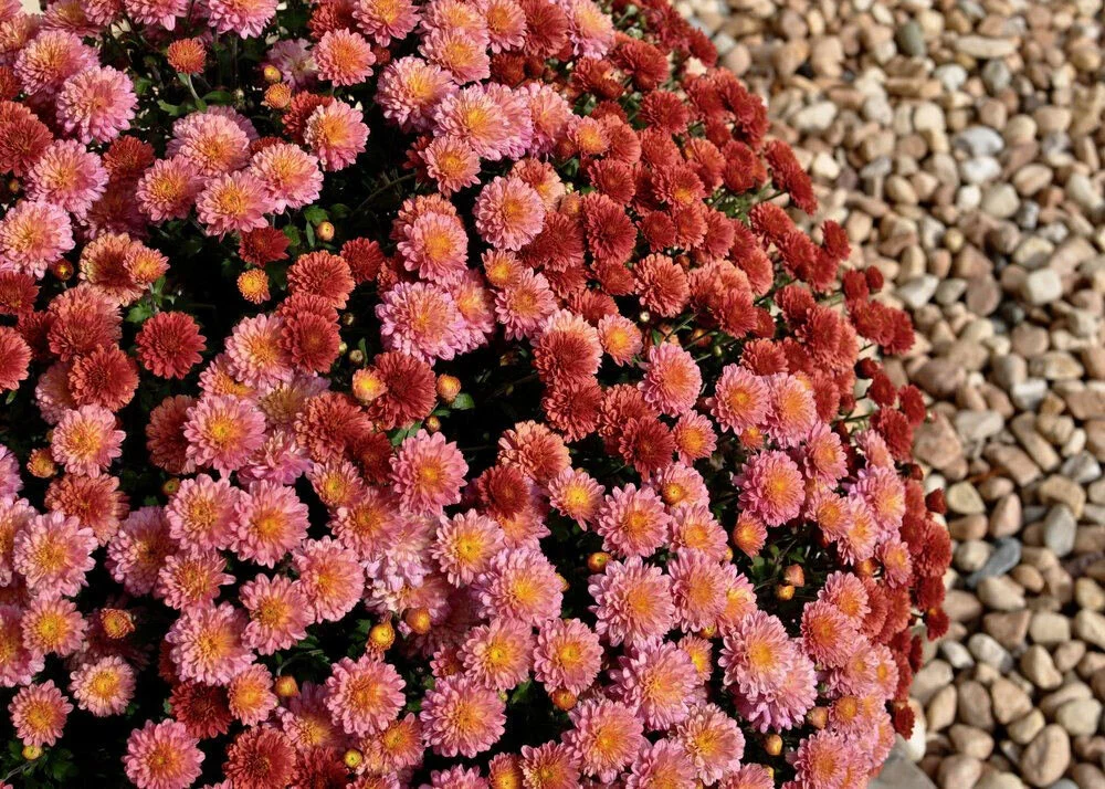 October at Villa di Maria