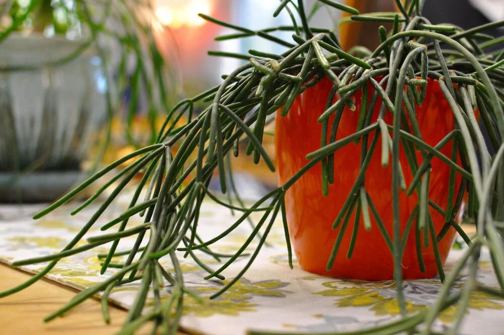 The Flora in a Montessori Classroom