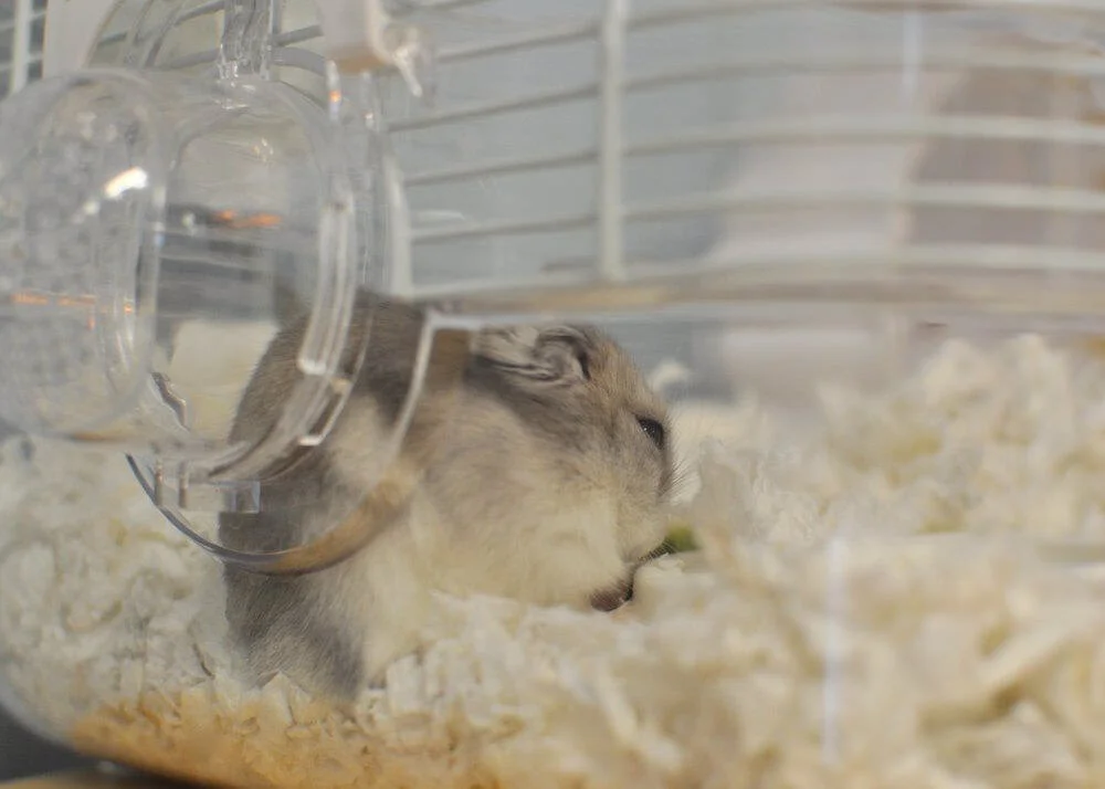 The Role of Pets in the Montessori Classroom