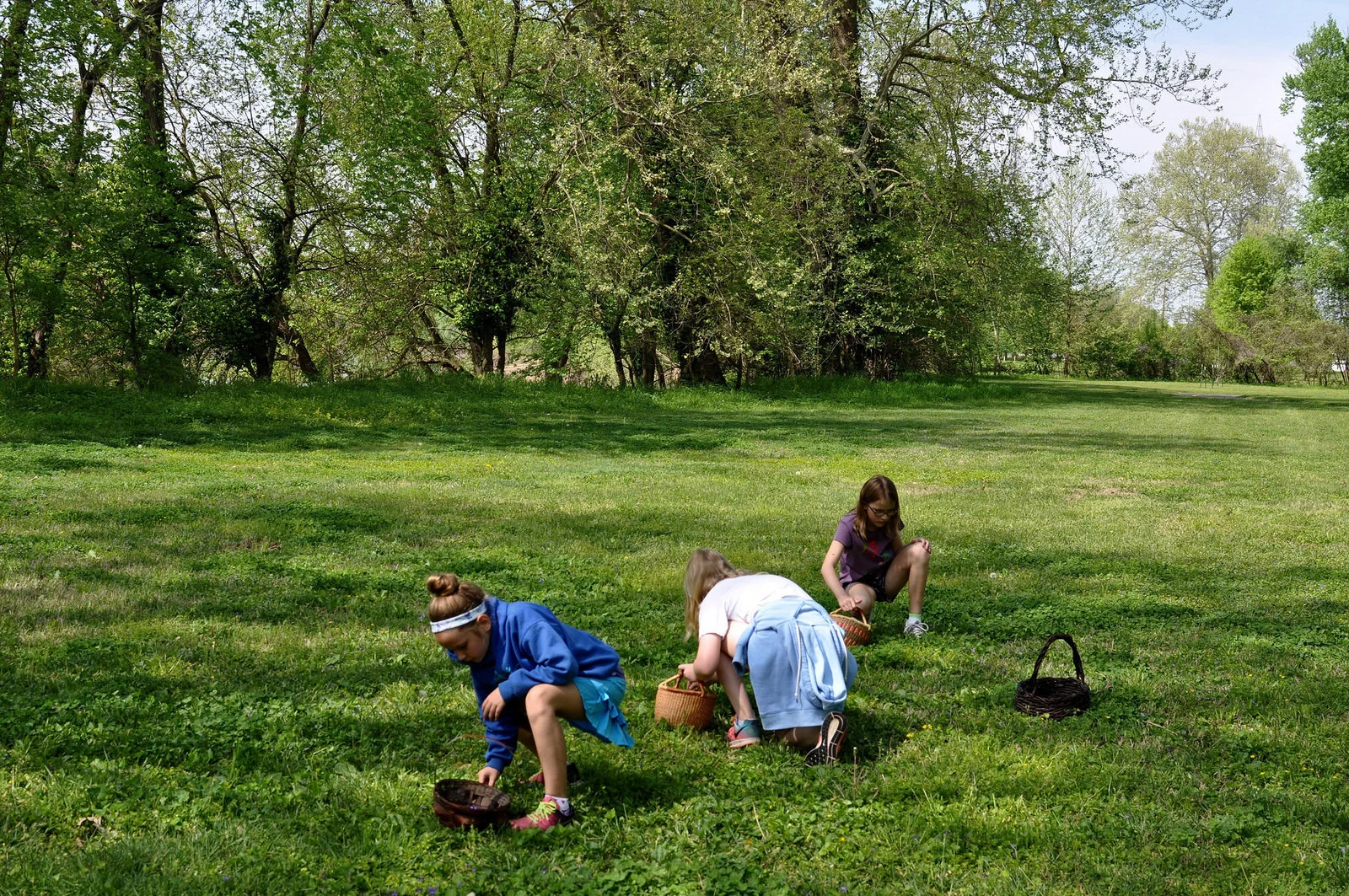 Violet Jelly: Foraging + a Recipe