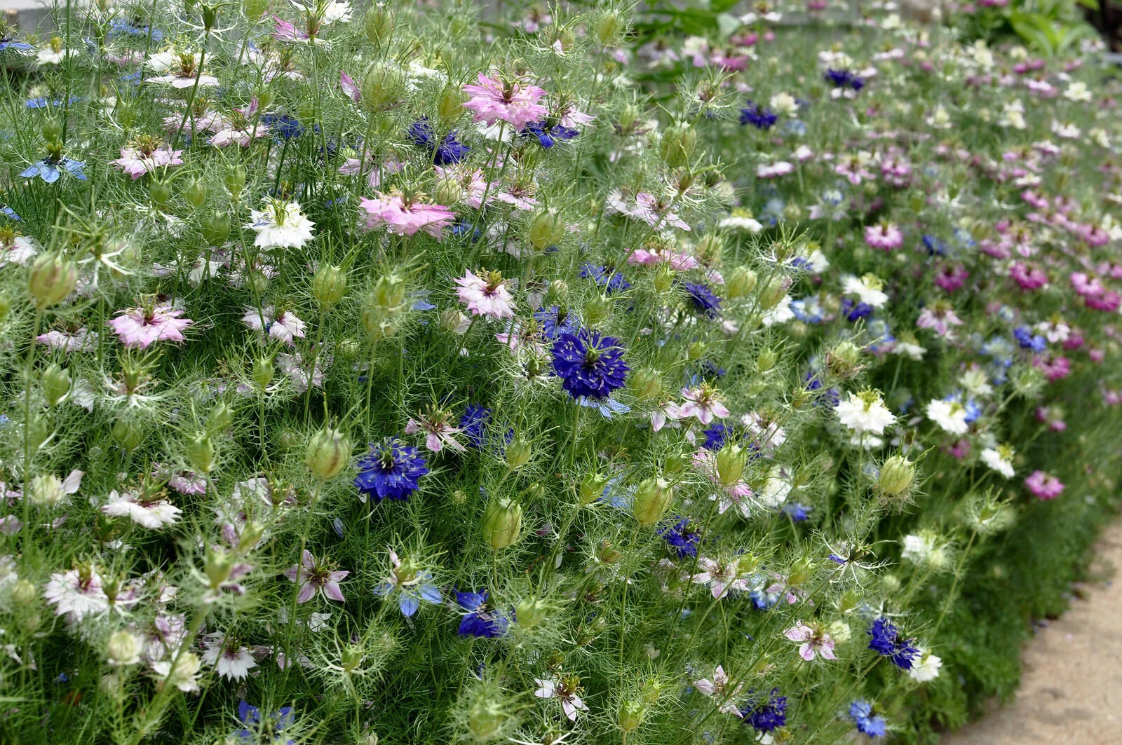 Happy Last Day of School!