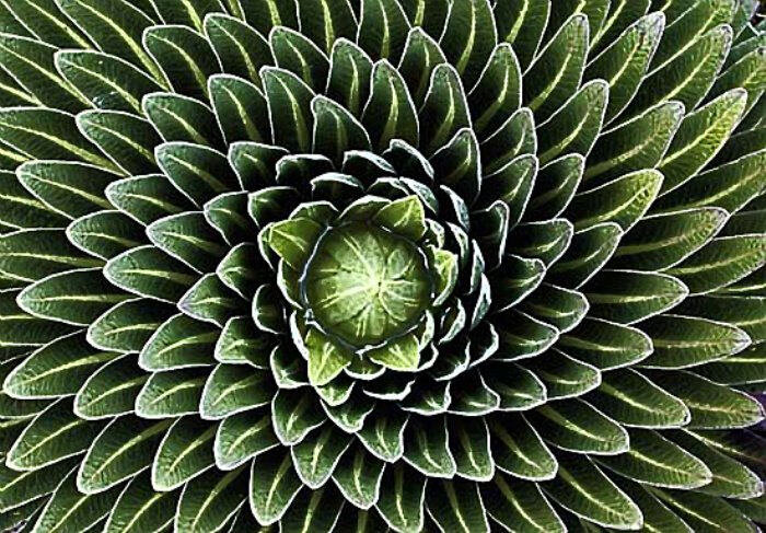 Geometry in Nature: the Fibonacci Sequence