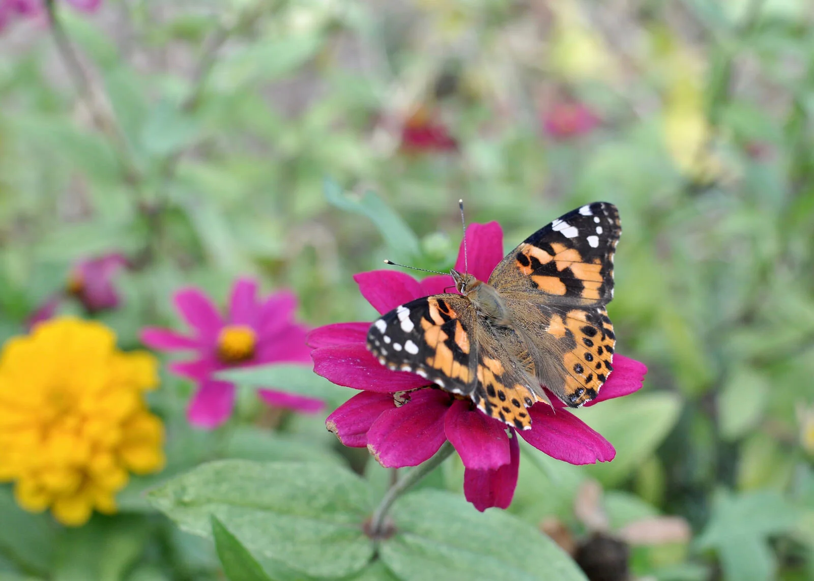 September at Villa di Maria