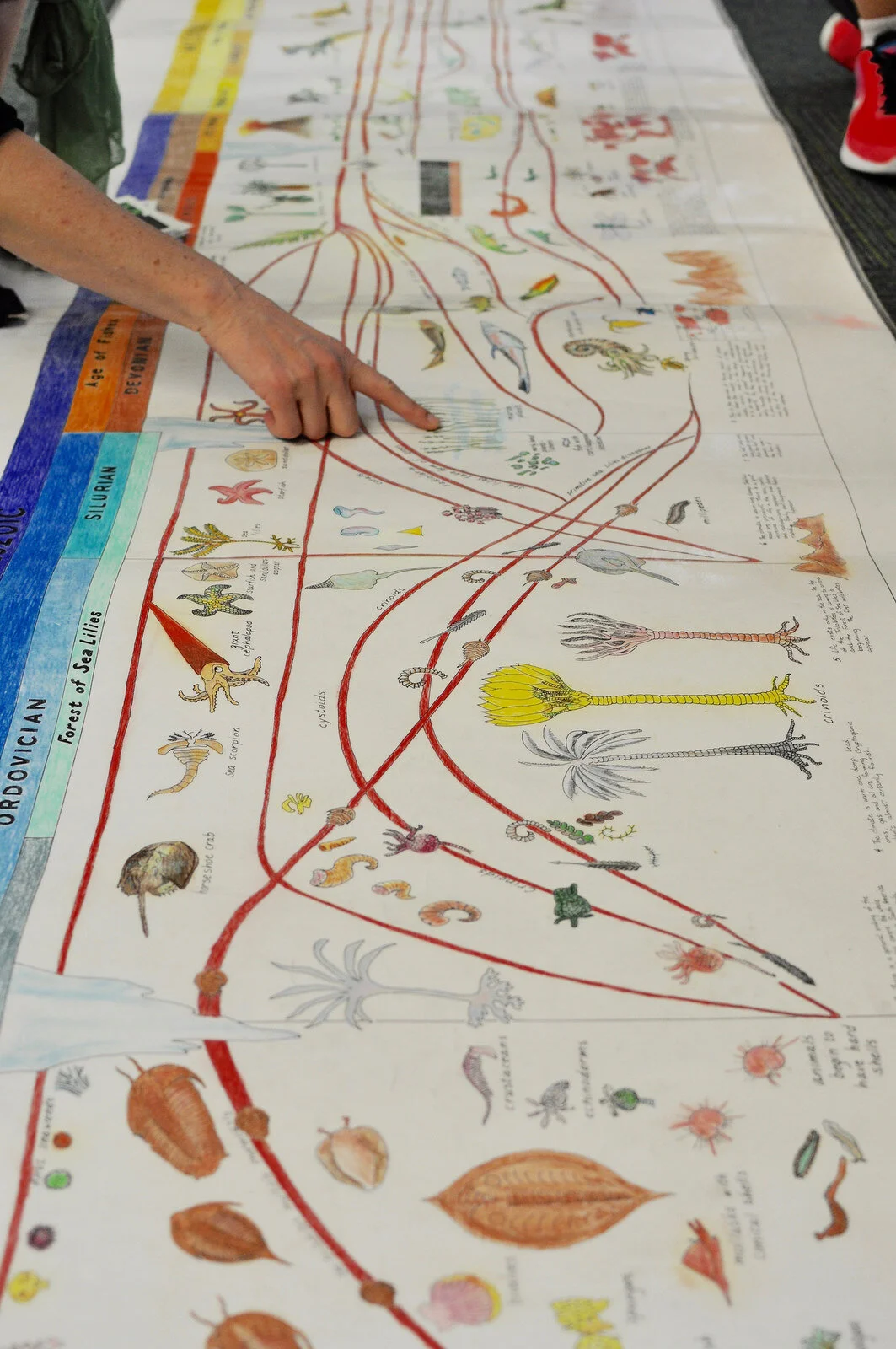 The Timeline of Life: Upper Elementary