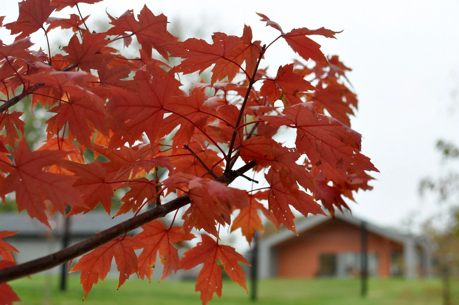 Fall at Villa di Maria