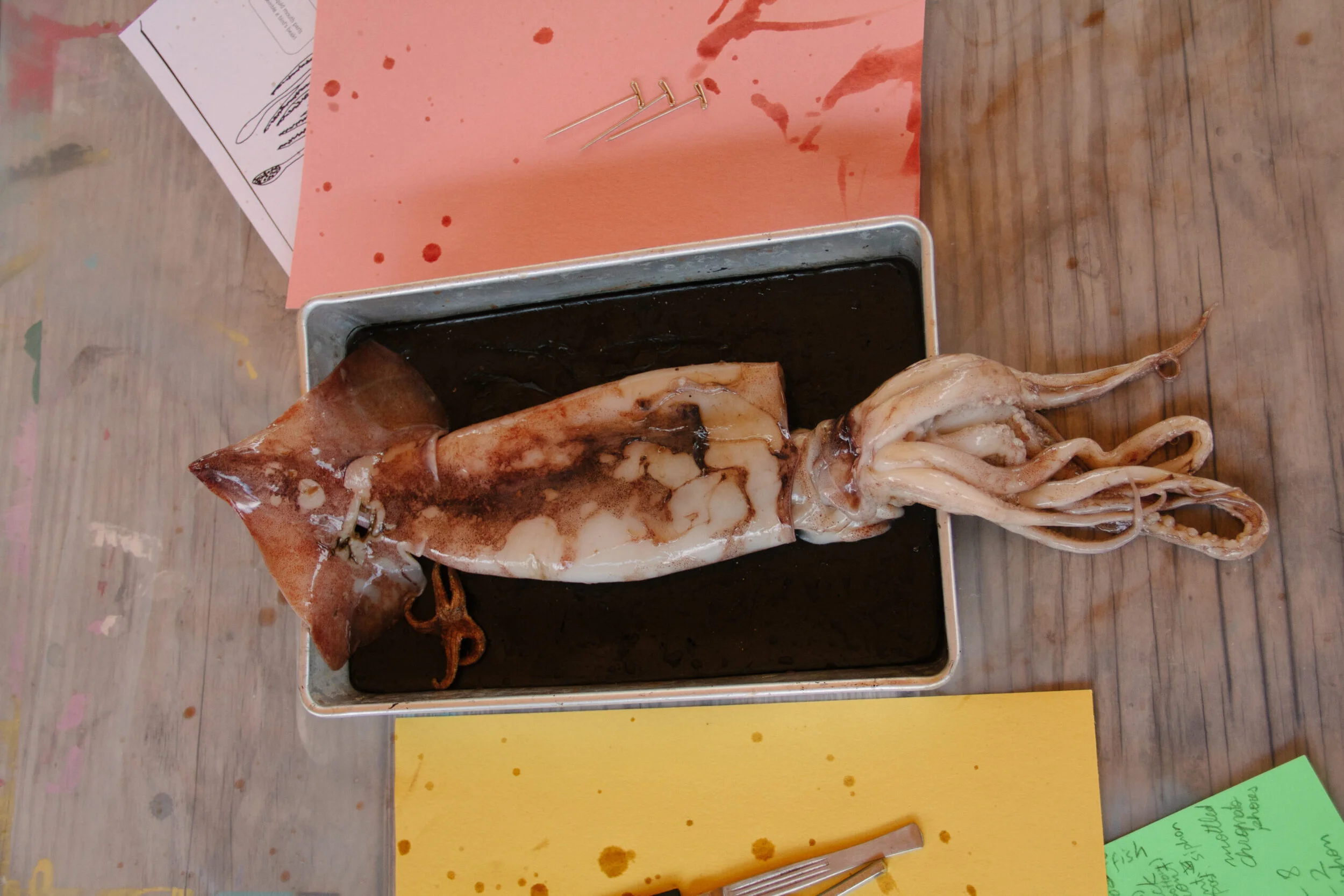 Dissection!