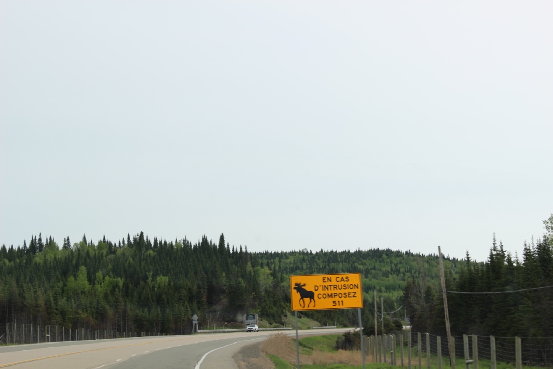 Elk crossing