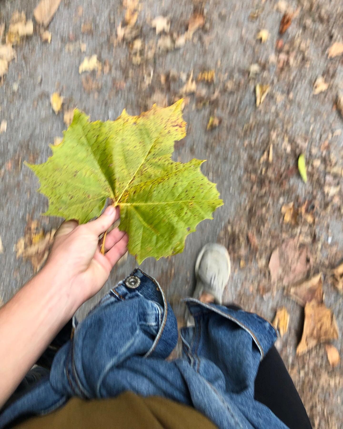 Never too old for leaf collecting.