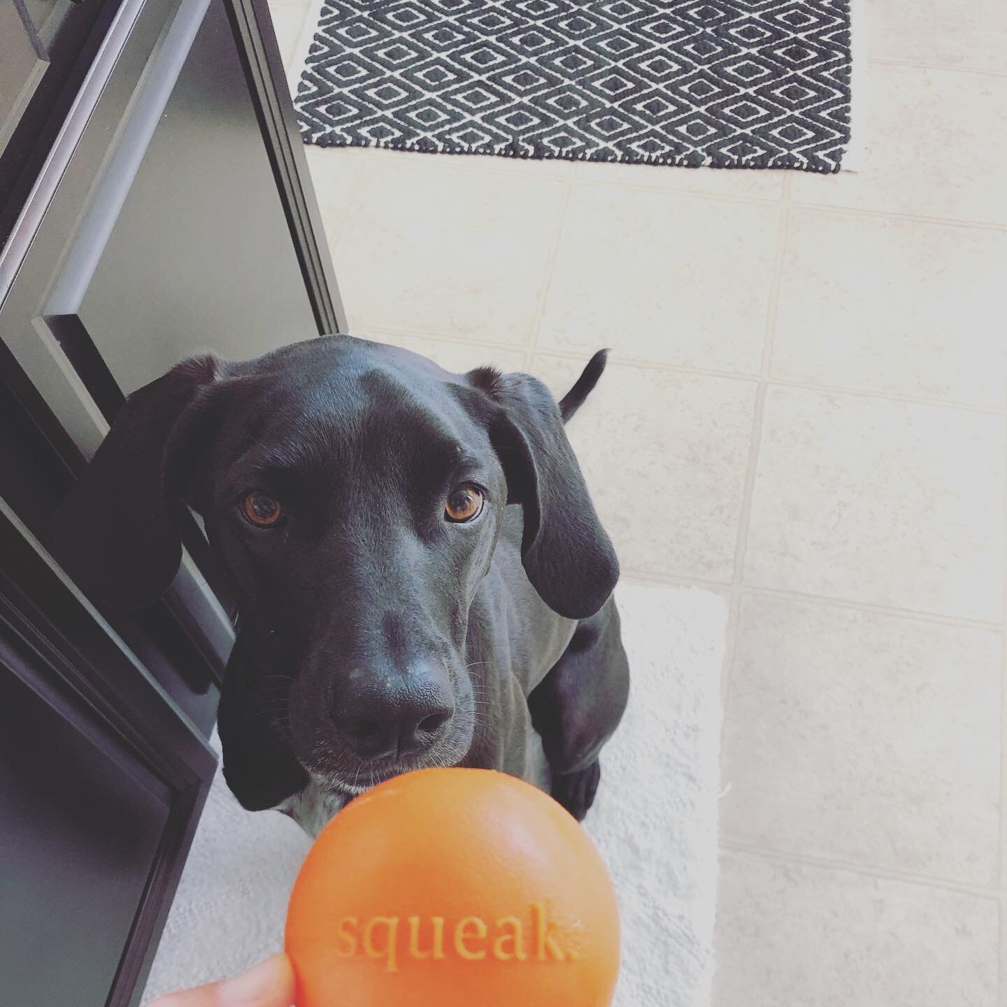 He always wants to play when I&rsquo;m getting ready.  Probably because he knows I&rsquo;m busy so he wants attention.  This is one of the 3 toys out of literally hundreds we&rsquo;ve tried that he can&rsquo;t chew up.  Plus it squeaks so that&rsquo;