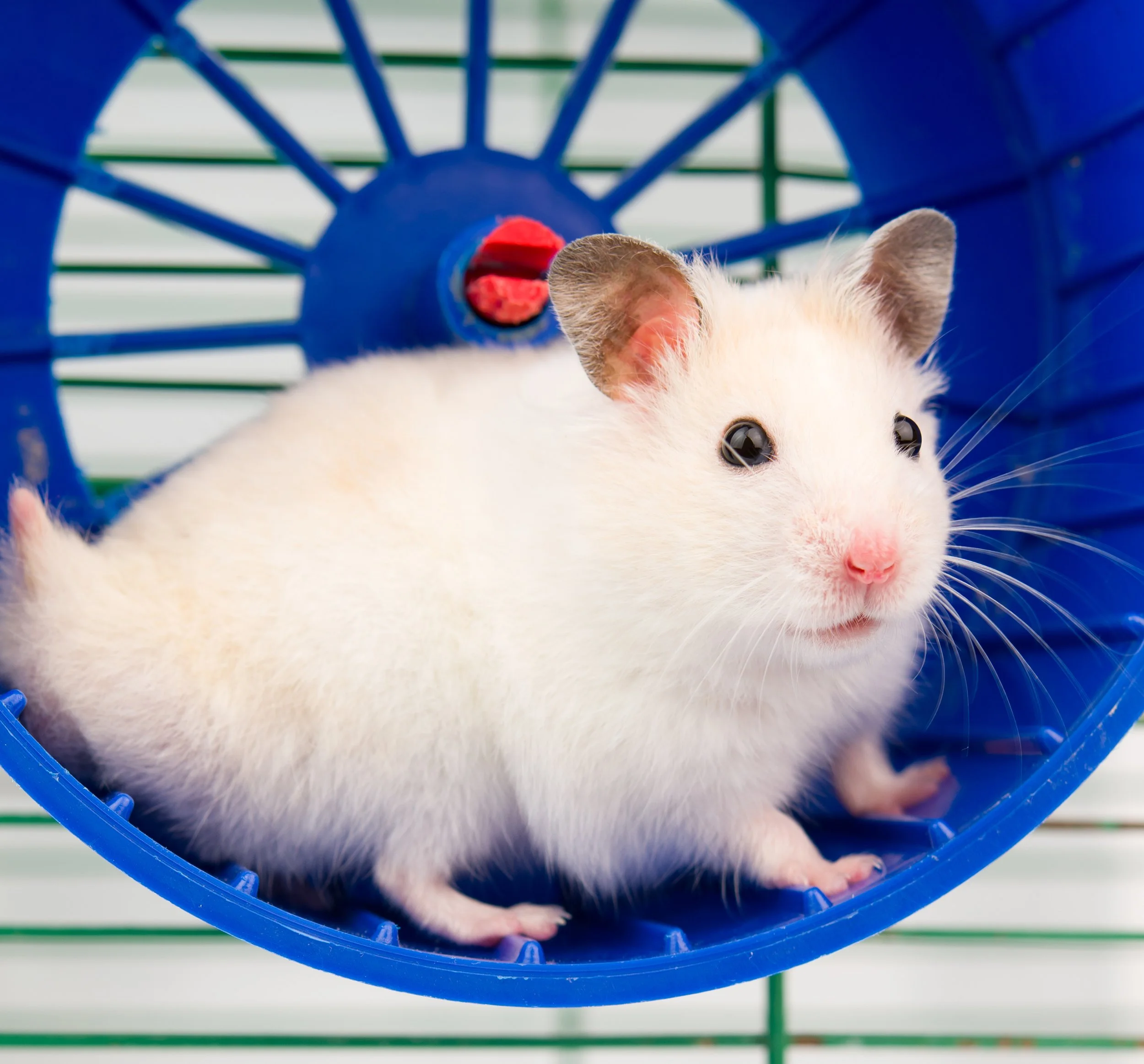 hamster running 2022 01 04 21 22 38 utc