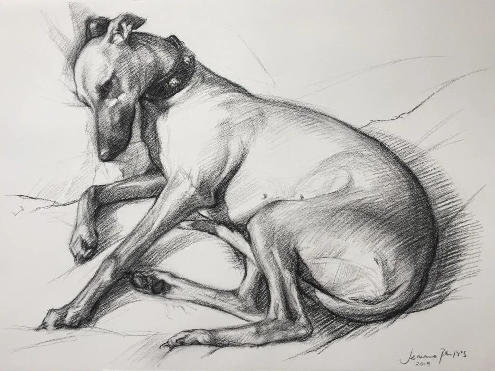 Whippet resting Charcoal 30”x 44” 2019