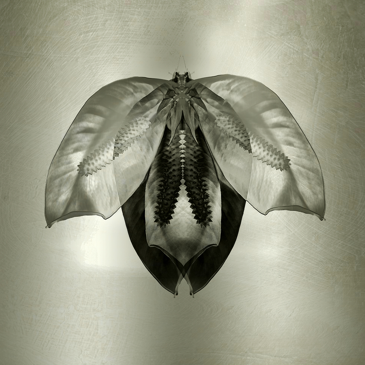 moth | lily petals 5 x 5.jpg