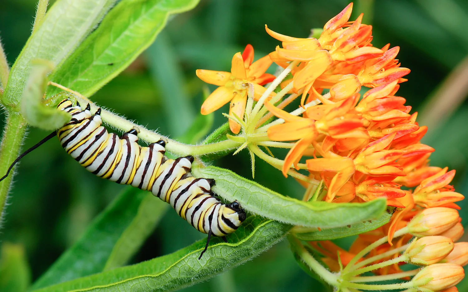 New Jersey Assembly Bill No. 2448 “Milkweed for Monarchs”