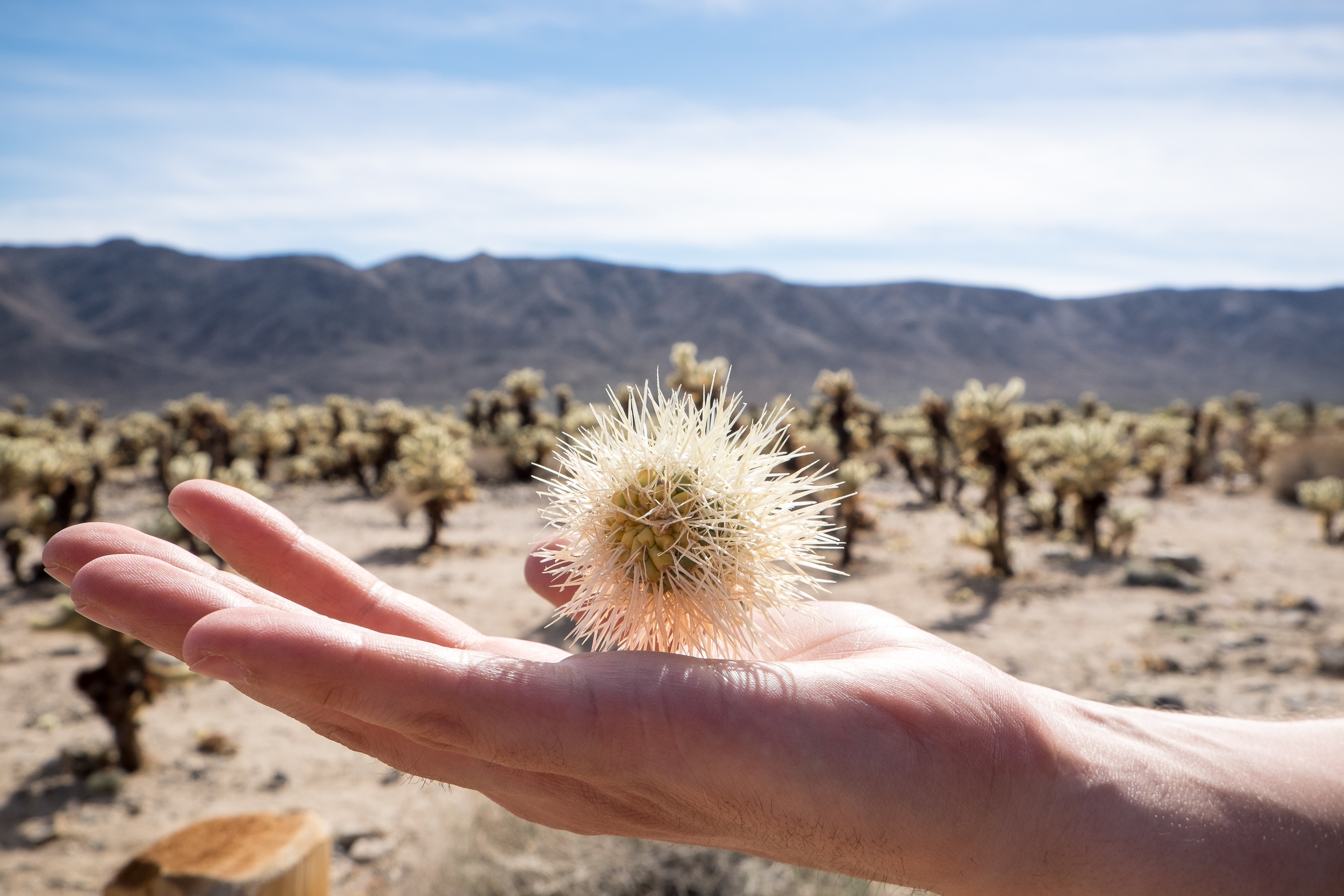 Cholla ball! These come from cholla cacti (in the background), and they effing hurt if you get stabbed by one. They also hold on like a mutha. Be careful with these!