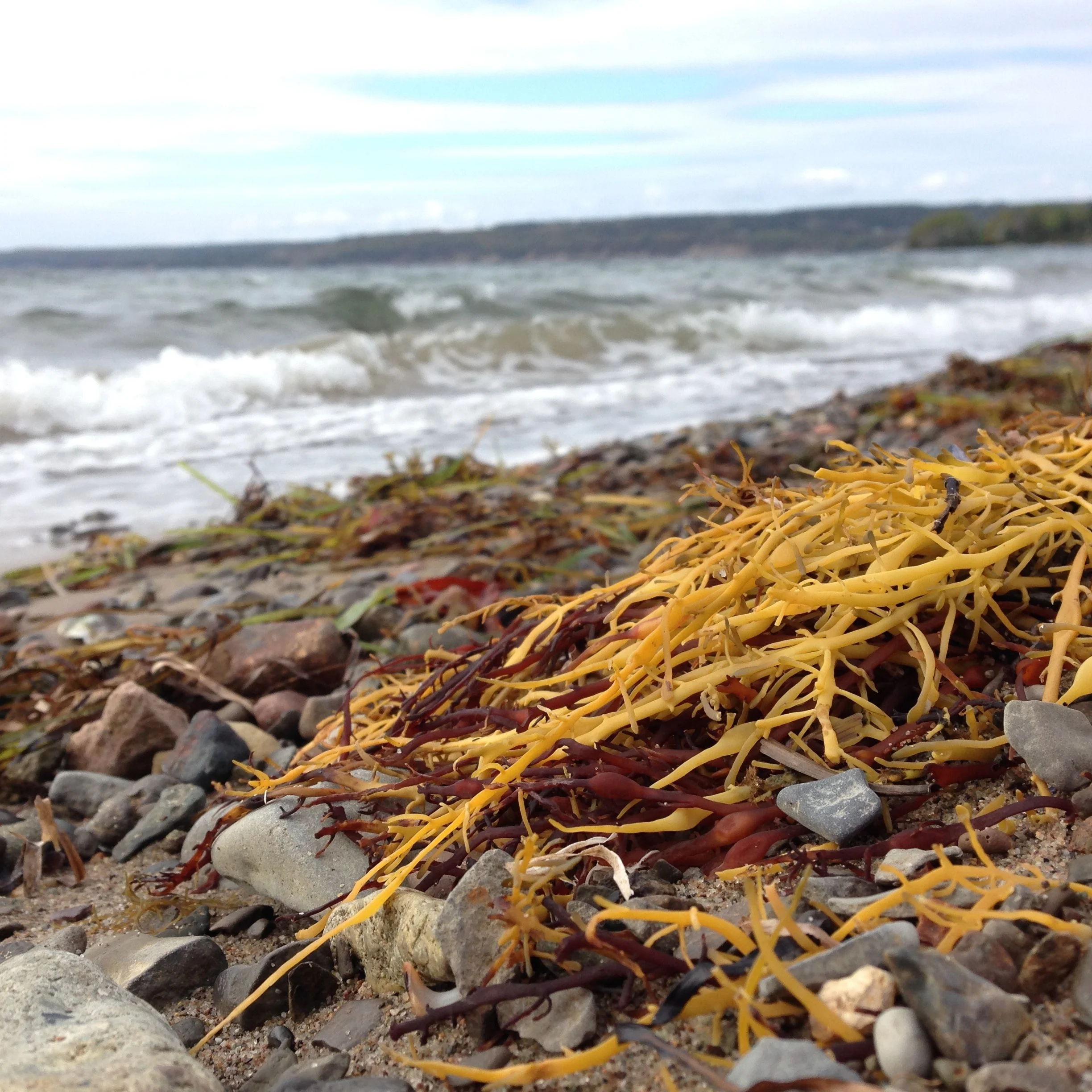 This is at Groves Point, collecting seaweed for my garden, a few weeks ago.