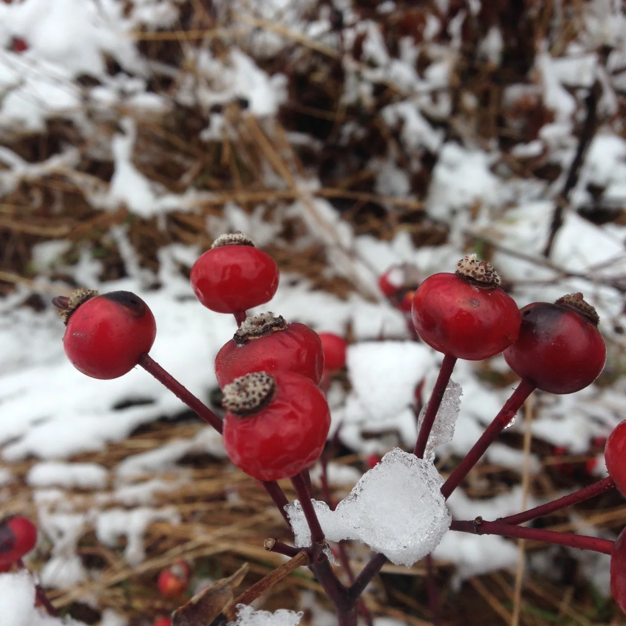 One of the pretty photos I took while out on my walk.
