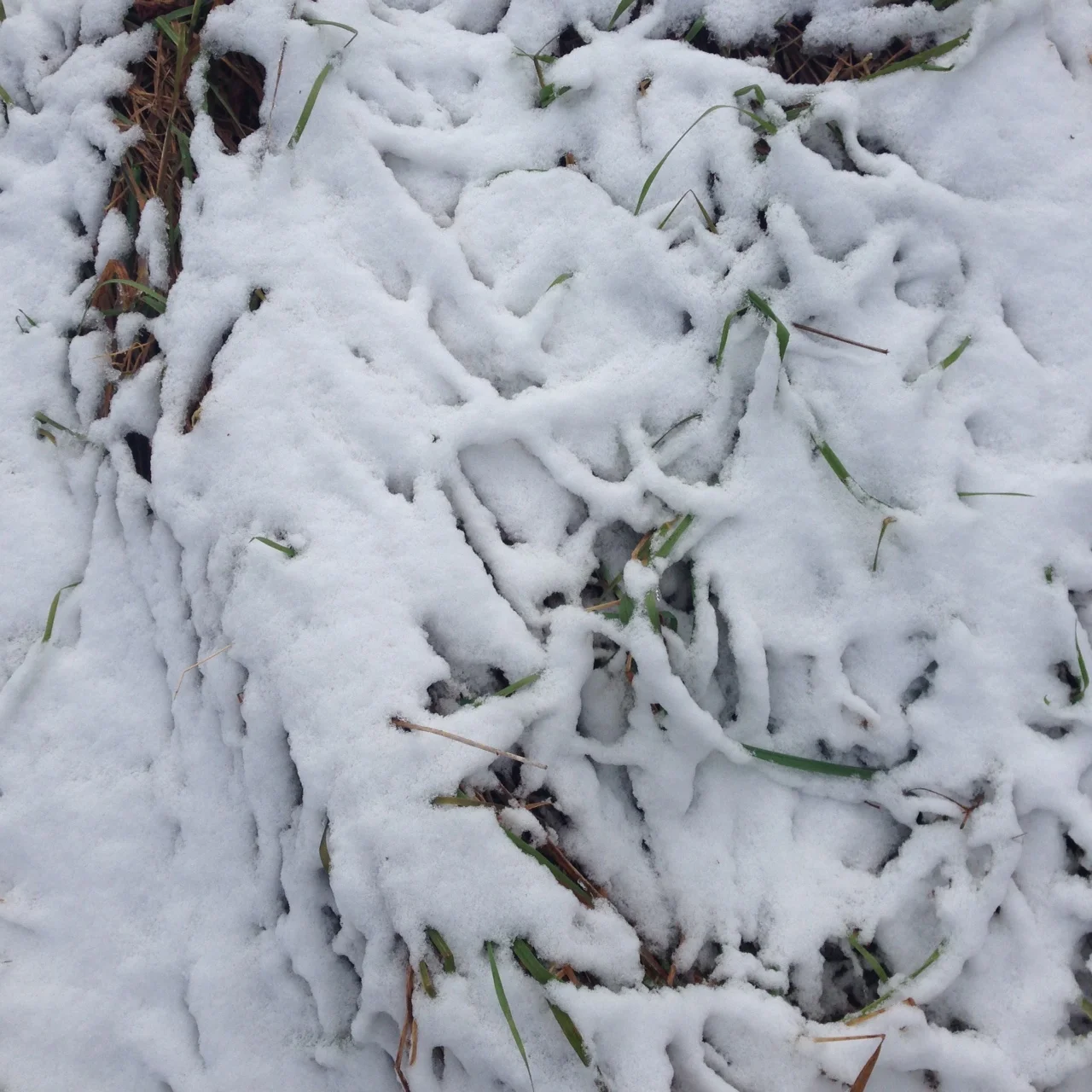 There was a layer of snow on the field. This one makes me think of the title, "What Lies Beneath," as in, the bones below the snow. 