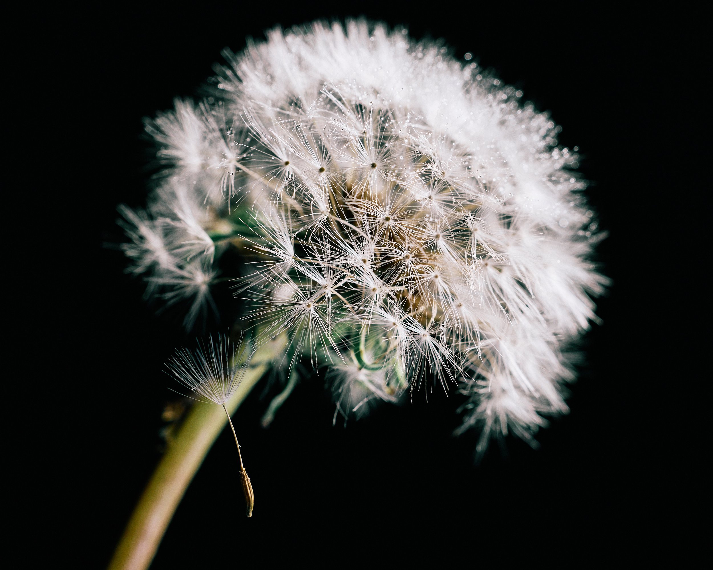 Dandelion, Macro_0218 2.jpg