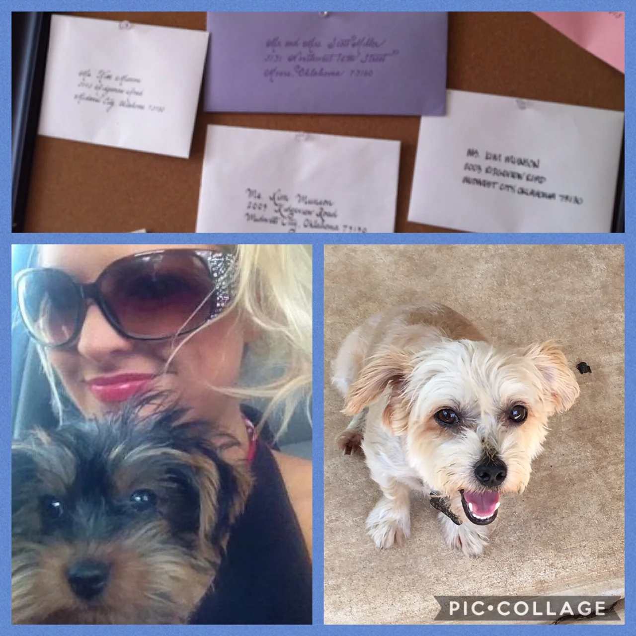 Calligraphy and Canines