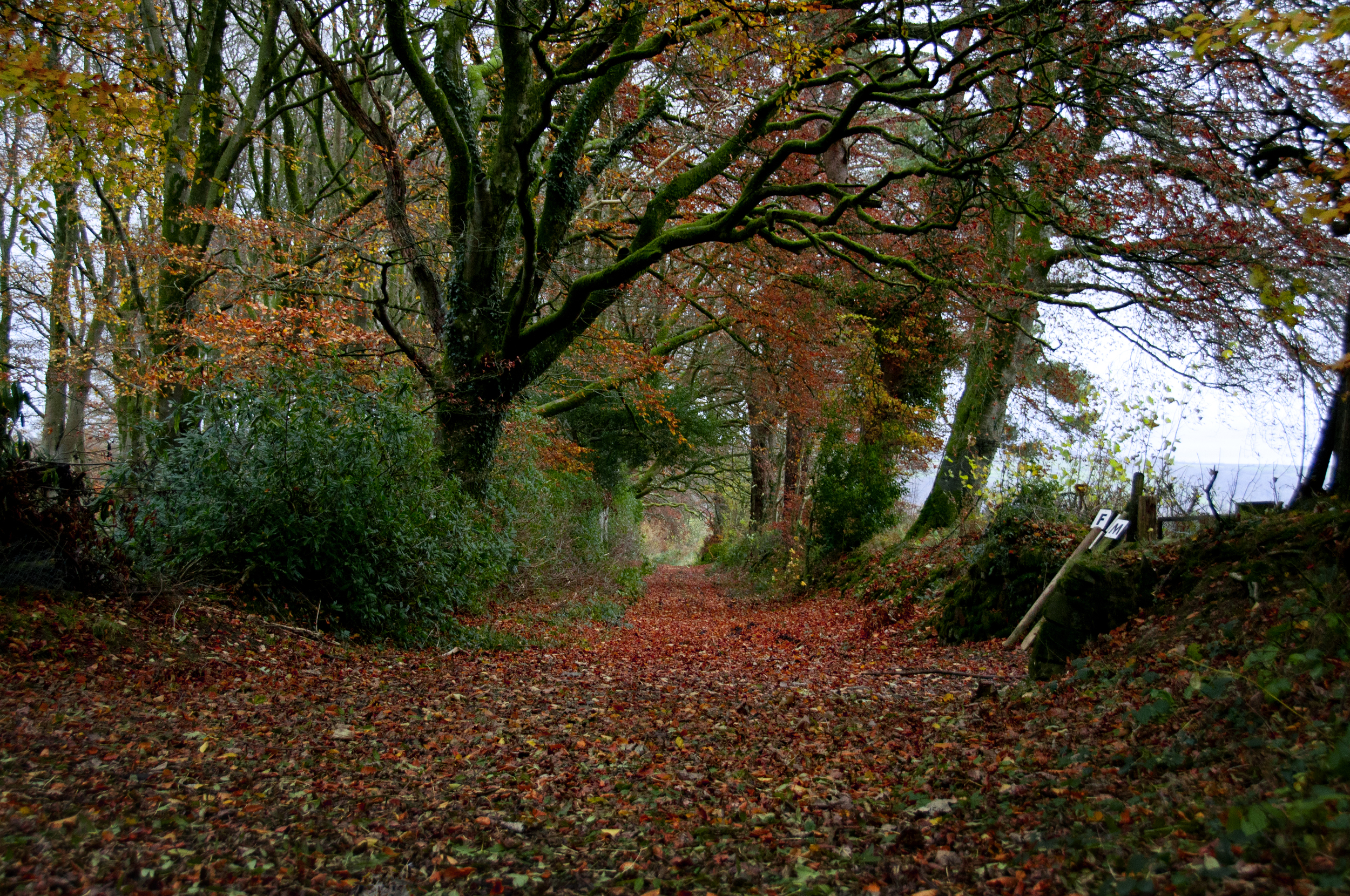 tunnel_of_color_forest_woods_english_countryside-Recovered.jpg