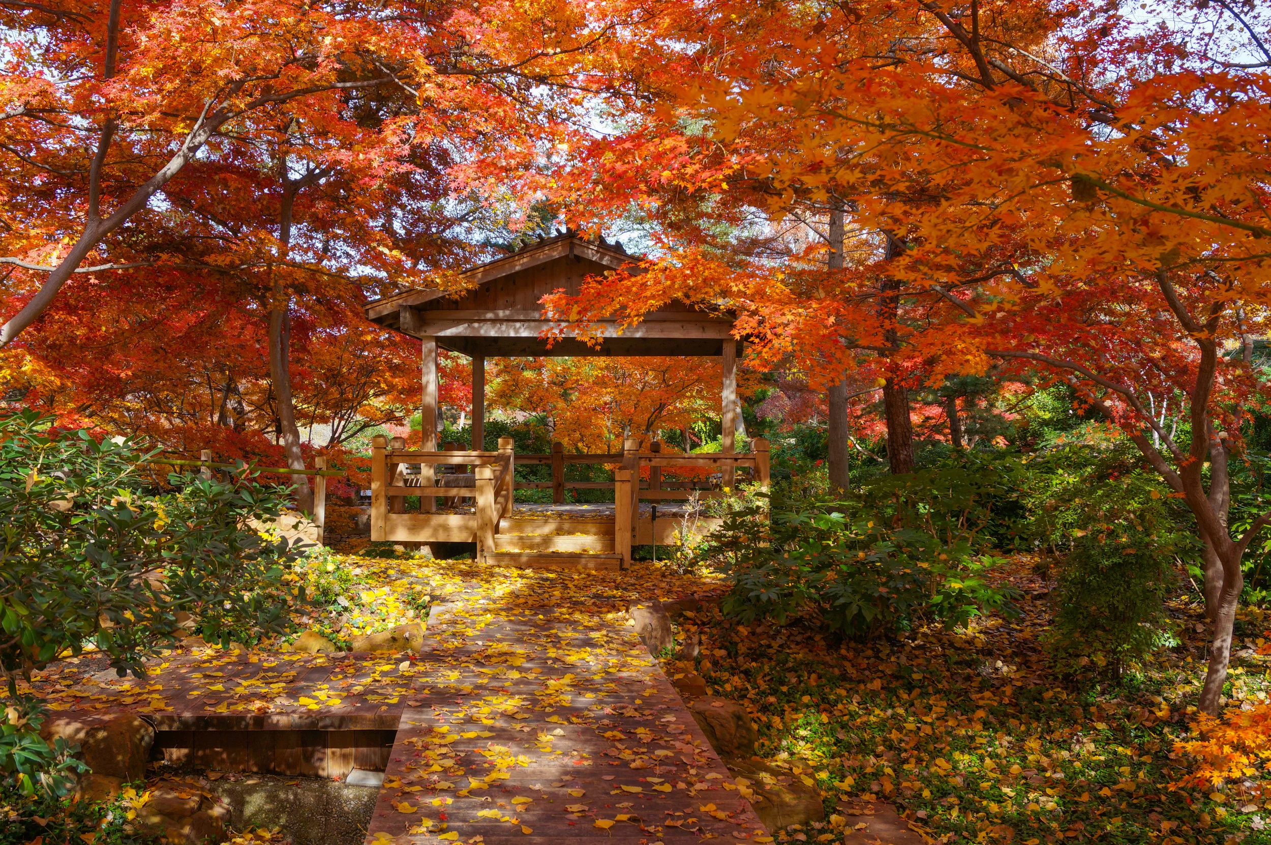 Late November in the Garden