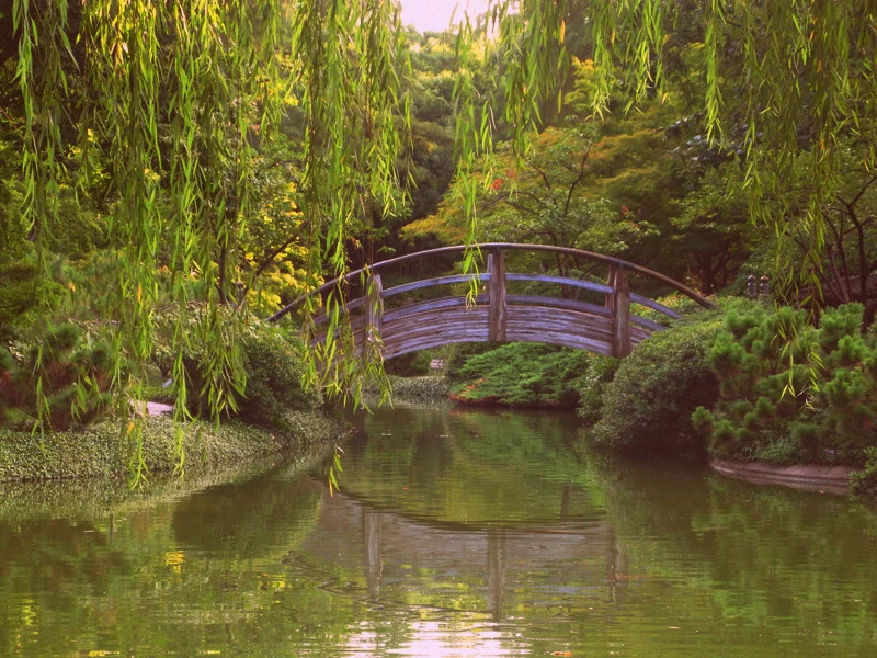 The Japanese Garden in mid-July.
