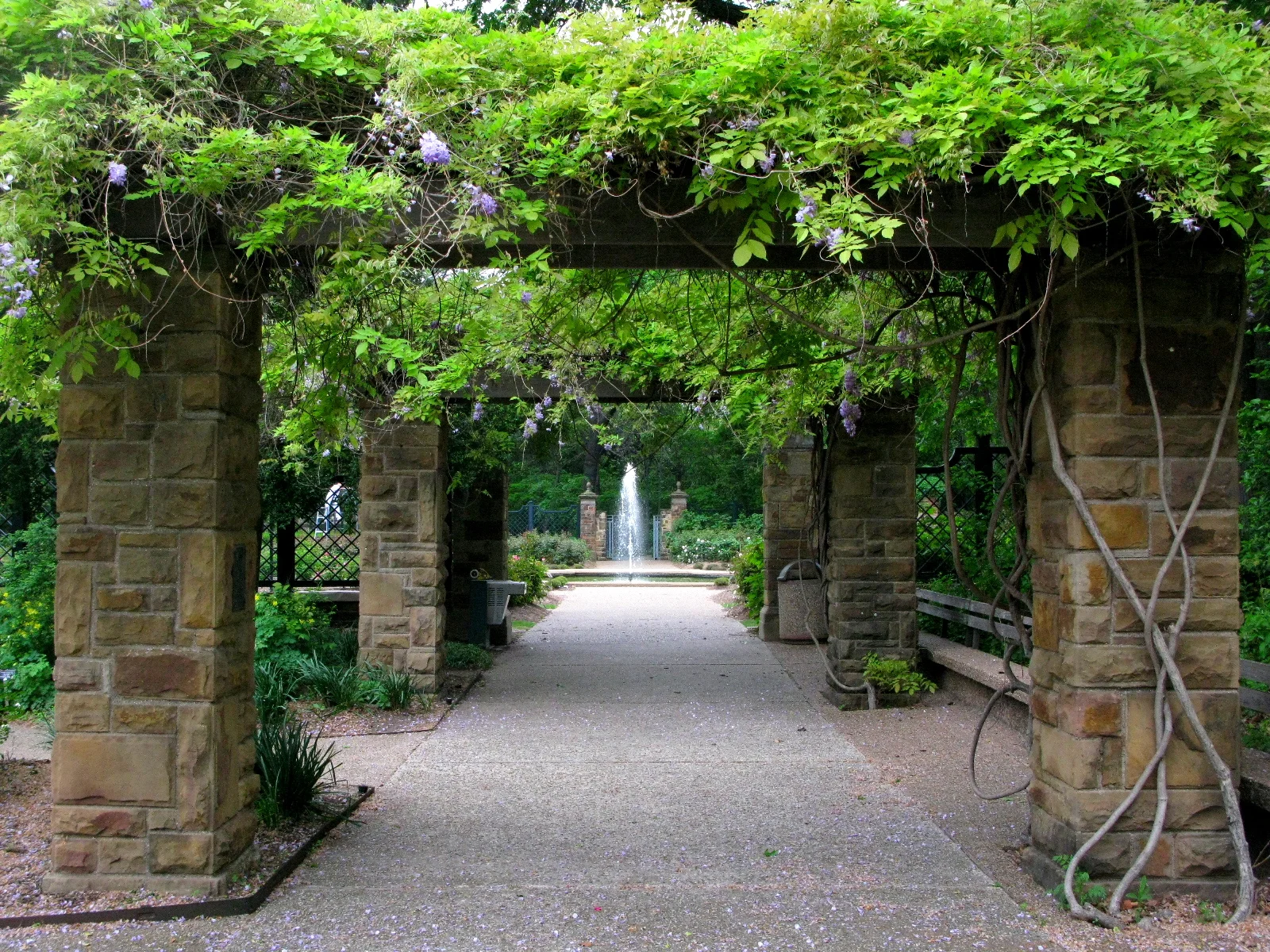 Wisteria covered walkways in the Rose Garden.