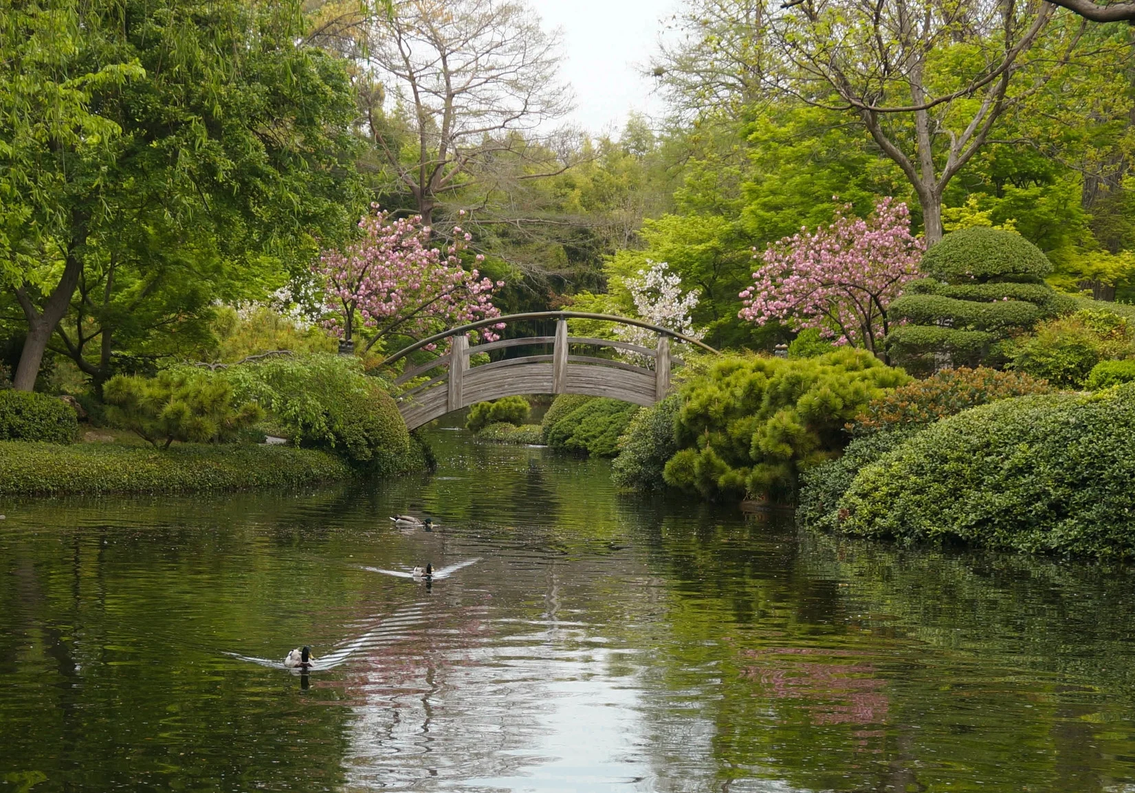 Cherry trees in the Japanese Garden.