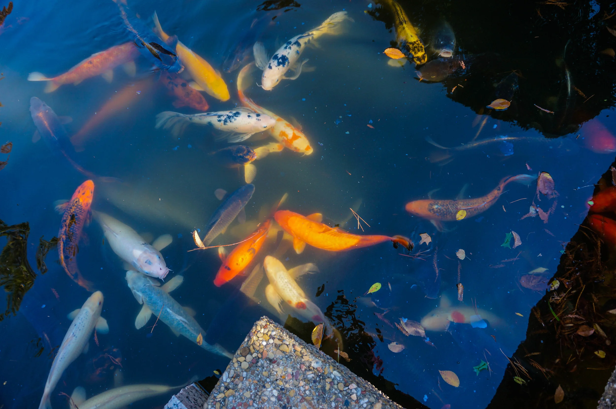 Koi Fish waiting for food