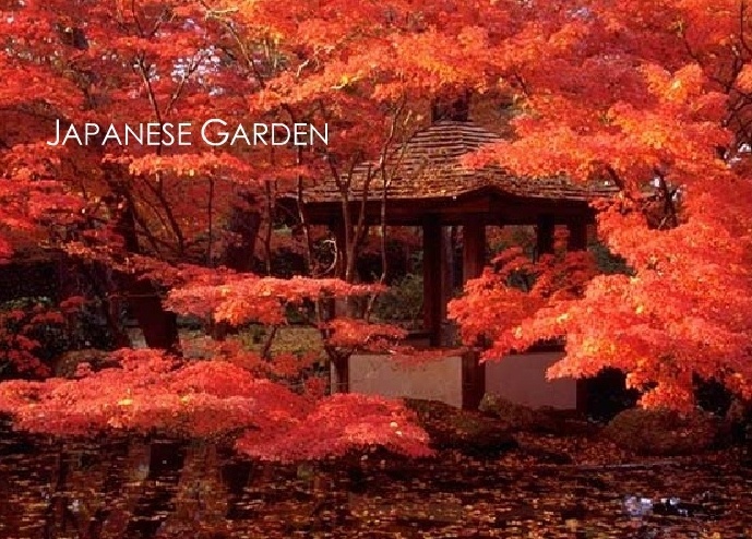 Japanese Maples What You Don T Want To Miss In November Fort