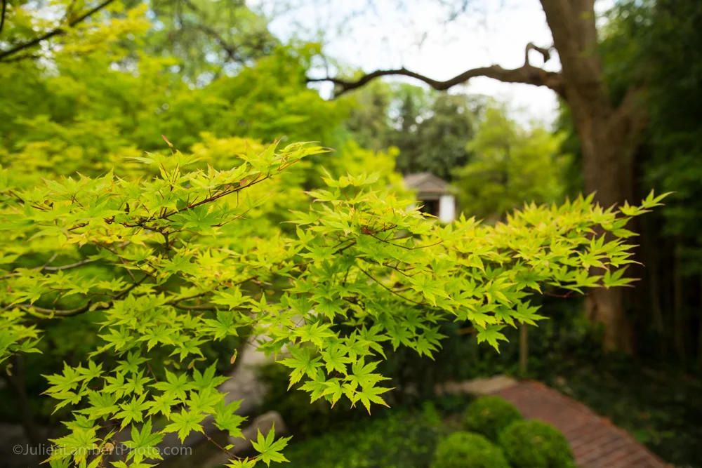 _JJ_4496-web-JulienLambertphoto.com.jpg