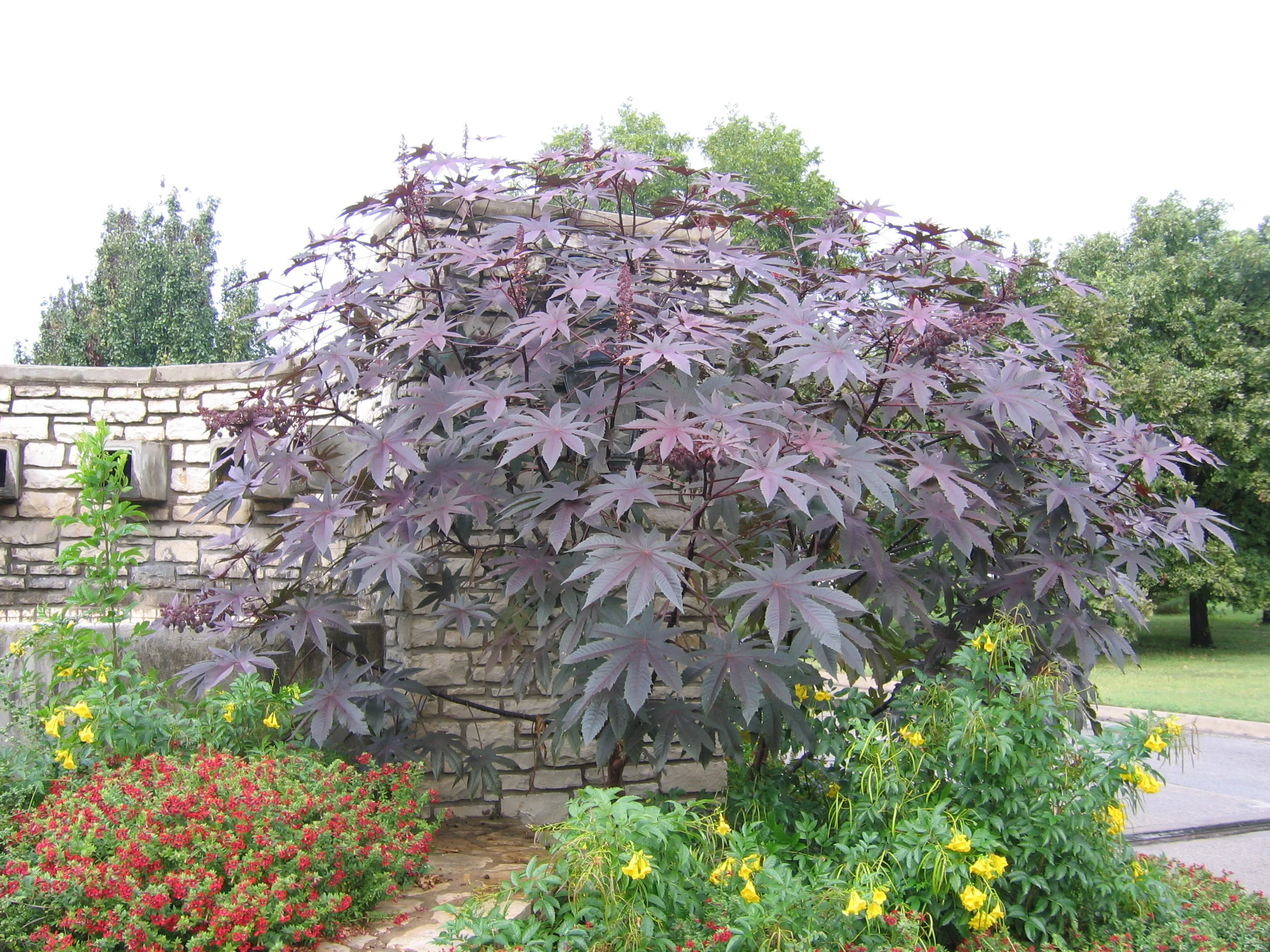 Annuals 141.jpg