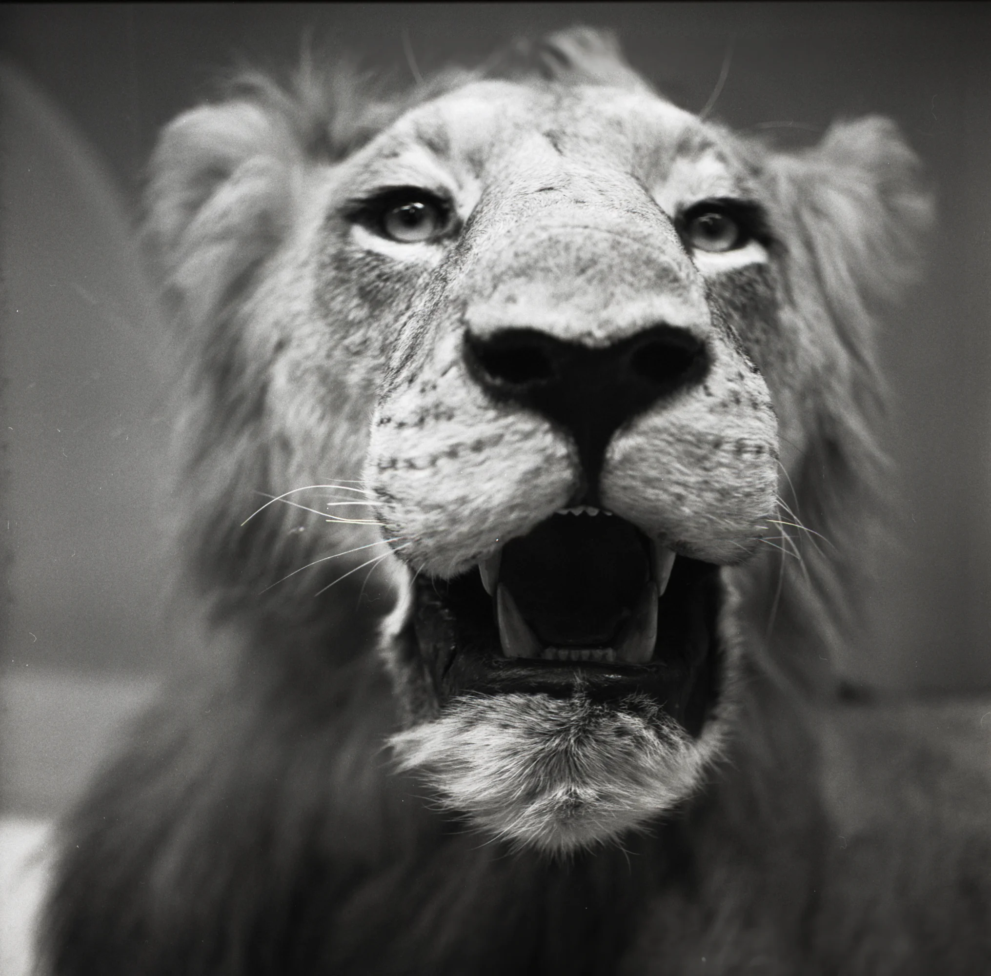 lion.jpg