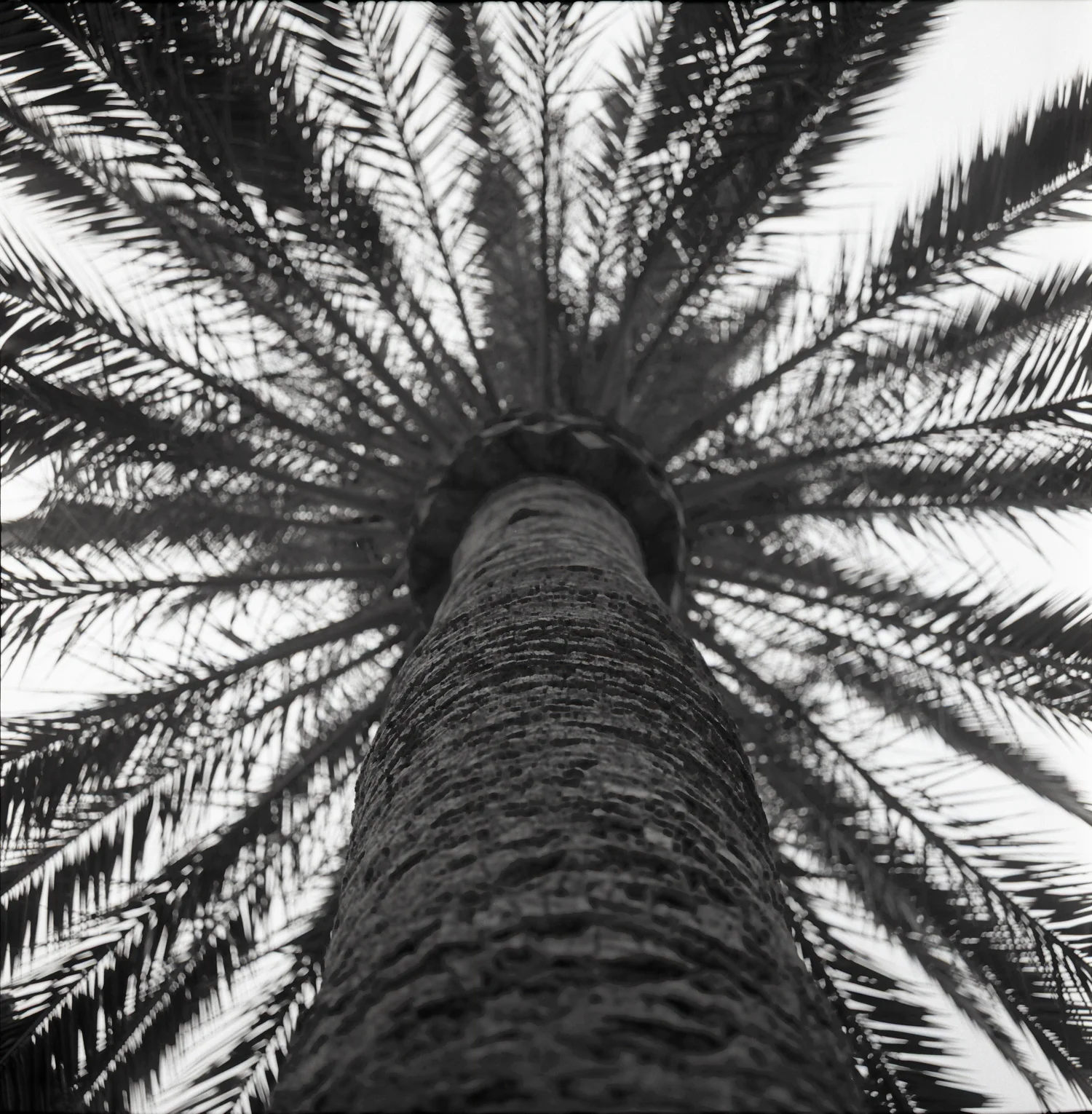 palmtree.jpg