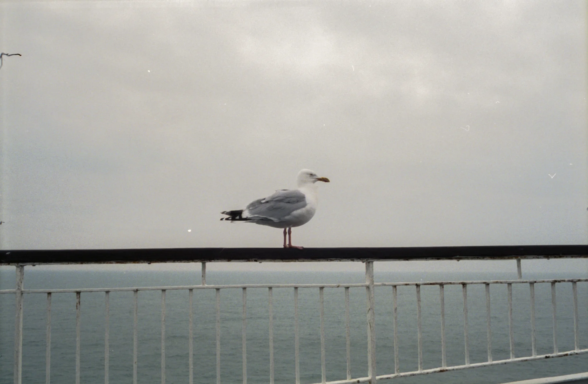 gull.jpg
